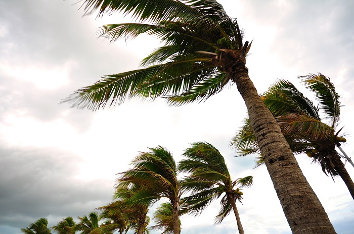 Palm Trees Blowing in Windstorm